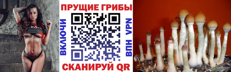 Псилоцибиновые грибы Cubensis  купить закладку  Шимановск 